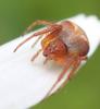 Araneus sp.